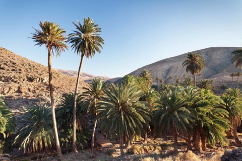 Palms trees