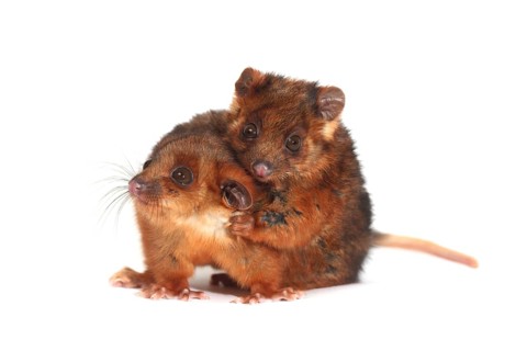 Common Ringtail Possums (Pseudocheirus peregrinus)