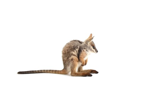 Yellow-Footed Rock-Wallaby (Petrogale xanthopus)