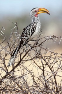 Eastern Yellow-billed Hornbill (Tockus flavirostris)