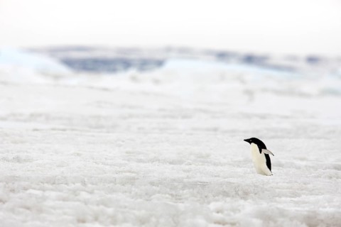 Adelie Penguin (Pygoscelis adeliae)
