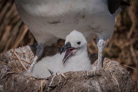 Black-browed Albatross or Black-browed Mollymawk (Thalassarche melanophris)