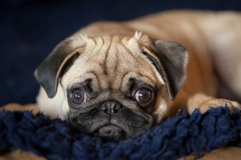 Pug