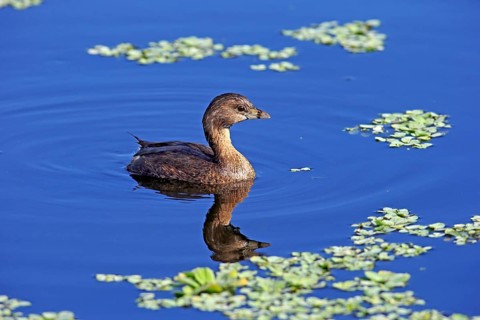 Grebe