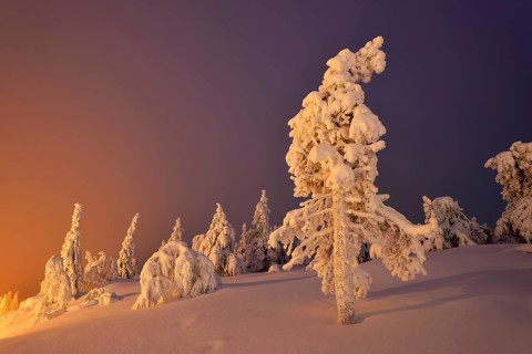 Trees in a snow-covered winter landscape