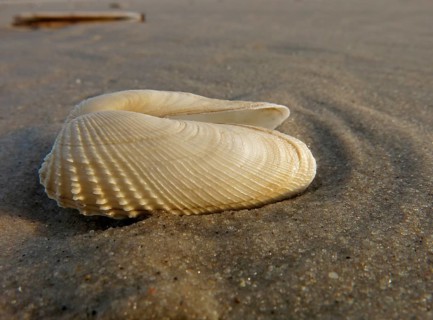False Angel Wing or American Piddock (Petricola pholadiformis)