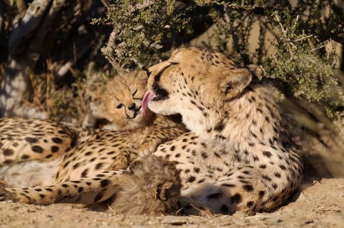 Cheetah (Acinonyx jubatus)