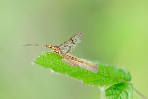 Mayfly (Ephemera lineata)
