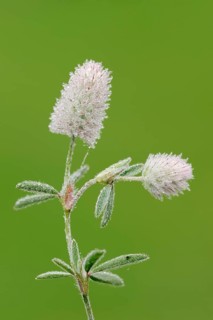 Hare's-foot Clover (Trifolium arvense)