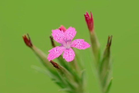 Deptford Pink (Dianthus armeria)