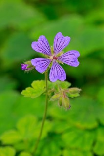 Cranesbill or Ashy Cranesbill (Geranium cinereum)