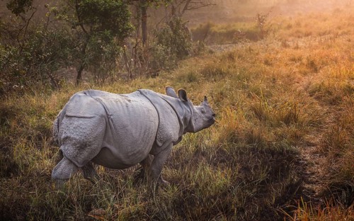 Indian Rhinoceros (Rhinoceros unicornis)
