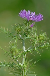 Spiny Plumeless Thistle (Carduus acanthoides)