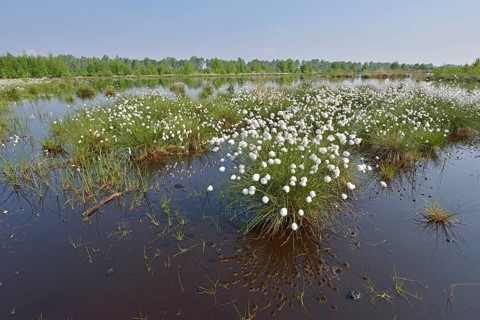 Tussock Cottongrass (Eriophorum vaginatum)