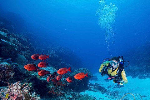 Scuba diver beside a school of Lunar-tailed Bigeye or Moontail Bullseye (Priacanthus hamrur)