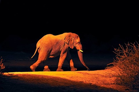 African Elephant (Loxodonta africana) at a waterhole in the evening