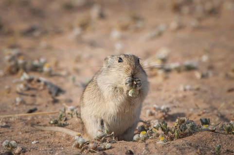 Brants's whistling rat (Parotomys brantsii)