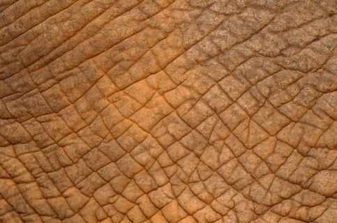 African Elephant (Loxodonta africana)