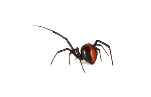 Redback Spider (Latrodectus hasselti)