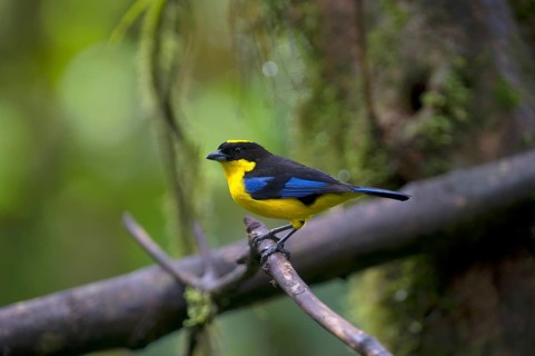Blue-winged Mountain Tanager (Anisognathus somptuosus) male