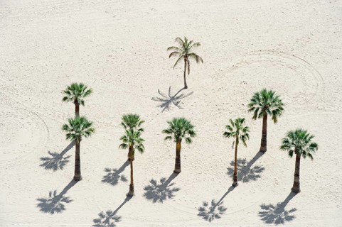 Palm trees on the beach