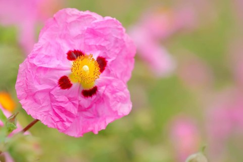 Orchid Rockrose (Cistus x purpureus)