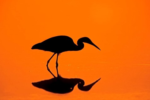 Little Blue Heron (Egretta caerulea) at sunset