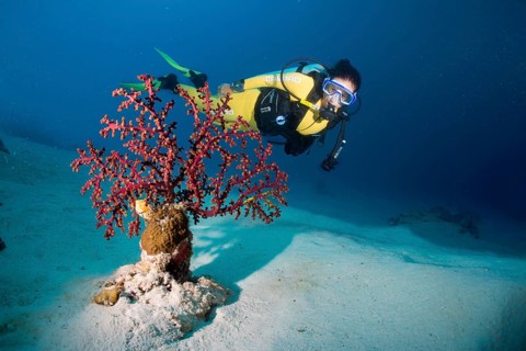 Scuba diver behind a Cherry Blossom Coral or Godeffroy's Soft Coral (Siphonogorgia godeffroyi)