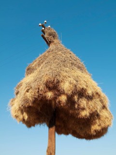 Huge communal nest of Sociable Weavers (Philetairus socius) on a telephone pole