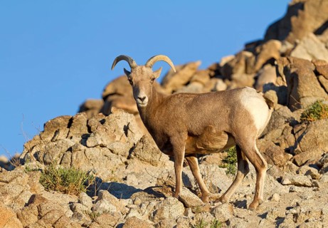 Bighorn Sheep (Ovis canadensis)