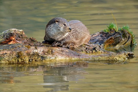 European Otter (Lutra lutra)