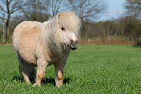 Mini Shetland Pony