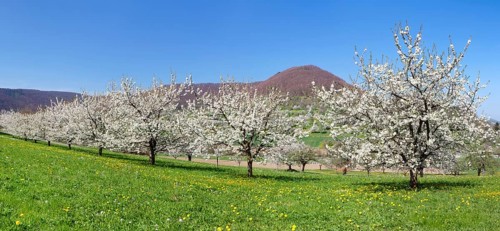 Fruit tree blossom in Neidlingen Valley
