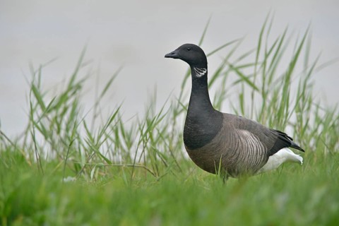 Brant Goose (Branta bernicla)