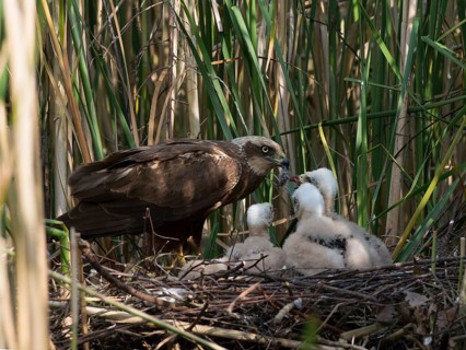 Western marsh harrier (Circus aeruginosus) with chicks in the nest