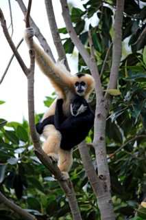 Northern White-cheeked Gibbons (Nomascus leucogenys)
