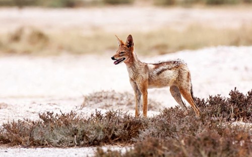 Black-backed Jackal (Canis mesomelas)