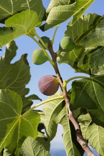 Common figs (Ficus carica) on the branch