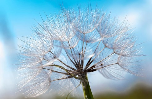 Meadow Salsify (Tragopogon pratensis)