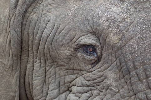 African Elephant (Loxodonta africana)