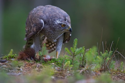 Northern Goshawk (Accipiter gentilis) with a captured squirrel