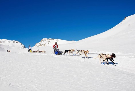 Alpine Trail Sled Dog Race 2012