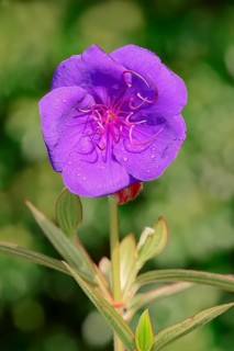 Princess Flower (Tibouchina urvilleana)