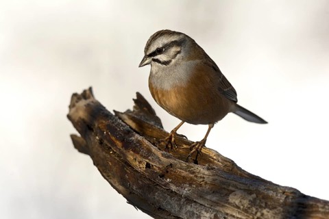 Rock Bunting (Emberiza cia)