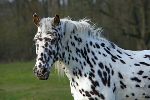 Appaloosa horse