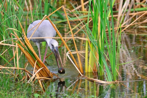 Asian Openbill Stork (Anastomus oscitans) with a snail in its beak