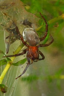Water Spider or Diving Bell Spider (Argyroneta aquatica)
