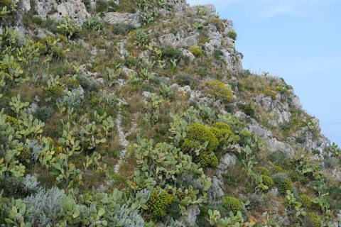 Prickly Pear Cactus (Opuntia ficus-indica) and Tree Spurge (Euphorbia dendroides)