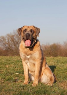 Cane Corso