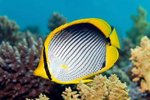 Blackback butterflyfish (Chaetodon melannotus)